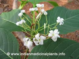 Image result for Holarrhena