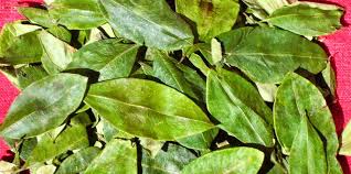 Image result for Erythroxylum zambesiacum