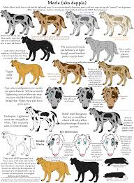 The Merle Coat Color Explained Aussiedoodle And Labradoodle