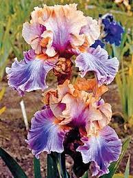 Iris Chasing Rainbows Iris Flowers Iris Garden Violet Flower