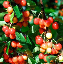 Rainier Cherry Tree