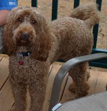 Check spelling or type a new query. Adult Labradoodle Available For Rehome Northwest Australian Labradoodles S Blog