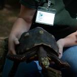 Summer at the Library: Zookeeping 101