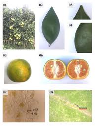Image result for Citrus reticulata
