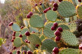 Le figuier de barbarie est constitué d'un agencement de « raquettes », des cladodes en réalité, qui ne sont pas des feuilles mais des tiges aplaties qui assurent la photosynthèse. La Plante Du Mois Opuntia Ficus Indica Domaine Du Rayol