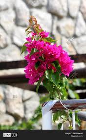 Hostas or plantain lily has about 40 species and thousands of cultivars. Bougainvillea Hardy Image Photo Free Trial Bigstock