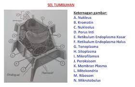 Jawaban Buku Siswa Ipa Kelas 7 Uji Kompetensi Bab 1 Hal 26 Pentium Sintesi
