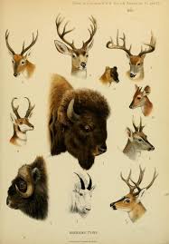 Big Game Of Europe Asia Na Art Scientific Illustration Animal Art