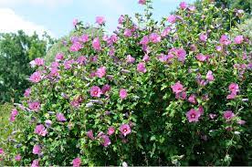 Ein rückschnitt im frühjahr tut der pflanze gut (foto: Hibiskus Schneiden Fur Eine Uppige Blutenpracht Obi