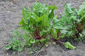 Check spelling or type a new query. How To Grow Beets A 3 Season Crop Gardener S Path