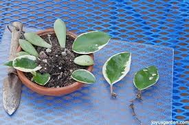 My hoya carnosa variegata grows faster than my hoya obovata. Hoya Propagation 4 Ways Joy Us Garden