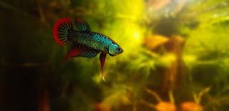 Using a mini heater is the perfect solution. The Perfect Betta Fish Water Temperature Betta Source