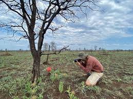 Image result for Stenostelma capense