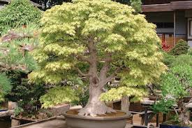 Japanese garden, in landscape design, a type of garden whose major design aesthetic is a simple, minimalist natural setting designed to inspire reflection and meditation. Japanese Garden Design Ideas