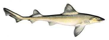 Palombo al forno, una secondo piatto di pesce senza lische. Palombo Definition Und Synonyme Von Palombo Im Worterbuch Italienisch