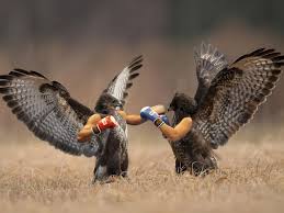Birds With Human Arms Loplop Pictures Of Birds With Human Arms Sick Chirpse Animals Funny Birds Cute Animals