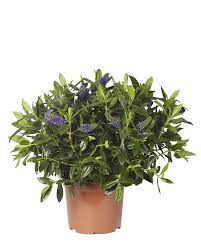 Image result for Hebe 'Andersonii'