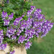 Pin On Garden