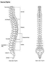 Backbone.js models are also the most important building blocks when it comes to building backbone.js applications. Spine Diagram With Labels Human Anatomy