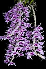 Orchid Species Ebay Orchid Flower Growing Orchids Orchids