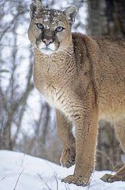 We did not find results for: Pin By Robin Evans Studio On Animal Magnetism Mountain Lion Wild Cats Animals Wild