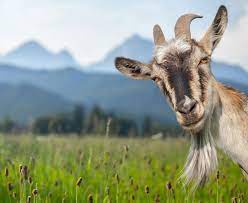 The beauty of the world! Goat Manure Fertilizer Goat Manure In The Garden