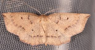 Image result for Hunteria myriantha