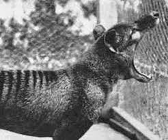 Thylacine, the largest carnivorous marsupial of recent times, presumed extinct soon after the last captive individual died in 1936. Thylacine Rare Photos Of The Last Tasmanian Tiger 1910 1933 Rare Historical Photos