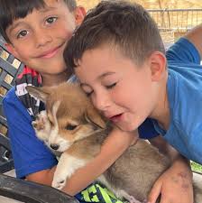 Join our community of paw lovers across the u.s. Little Ranch Corgis Colorado Springs Co Startseite Facebook