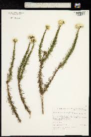 Image result for Hypericophyllum compositarum