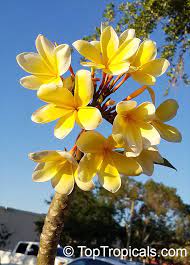 4 mix tropical hawaiian plumeria plants frangipani tree cuttings. Plumeria Rubra Yellow Plumeria Acutifolia Frangipani Temple Tree Calachuchi Toptropicals Com