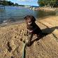 2026 Summer Lake Bash — IOWA Service Dogs