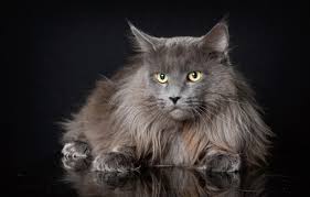 Maine coon kittens from the cattery dreamcoon have all the necessary things, from the complex compulsory vaccinations and ending with the relevant documents: Wallpaper Cat Look Fluffy The Dark Background Cat Maine Coon Images For Desktop Section Koshki Download