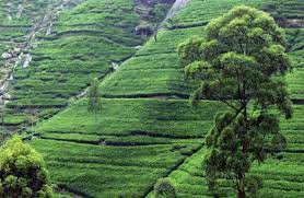 Sri lanka (formerly called ceylon) has a climate and varied elevation that allows for the production of both camellia sinensis var. Tea Production Plant Britannica