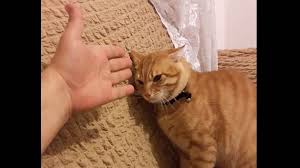 Sahibiyle Kavga Eden Kedi Videosunda Kim Hakli