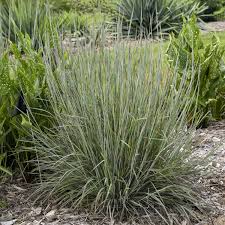 Image result for Schizachyrium