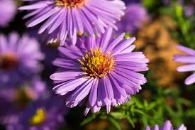 Using potted plants outdoors 02:16 outdoors, potted plants define s. Hd Wallpaper Flower Aster Trivia Plant Wheatgrass Violet Purple Pink Wallpaper Flare