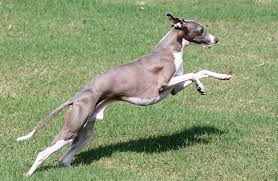 The igca is what is known in the dog world as the parent or national breed club for italian greyhounds. Breed Profile Italian Greyhound