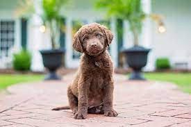 Maybe you would like to learn more about one of these? Chesapeake Bay Retriever Dog Breed Information