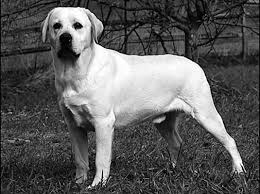 Maybe you would like to learn more about one of these? Choosing Between English And Field Labrador Retrievers Dummies