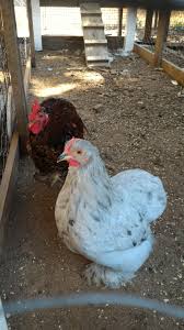 44 Best Cochin Chickens Images Cochin Chickens Chicken