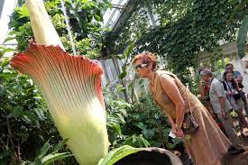 La fleur est très éphémère et fane au bout de deux jours. Belgique Fleuraison Surprise De La Plus Grande Fleur Cadavre Au Monde La Presse