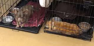 Po box 6374 1822 grace rd. Akron Pet Rescue Agency Names New Executive Director Cleveland Com