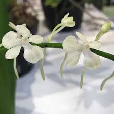 Image result for Aerangis montana