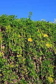 Image result for Dolichandra unguis-cati