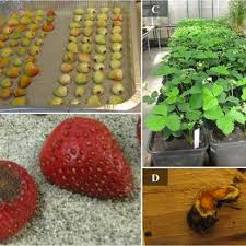 You may be able to find more information about this and similar content at. 20441 Pdfs Review Articles In Colletotrichum