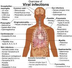 Pathological elements on the skin and mucous membranes, different from normal skin. Human Organs Diagram Male Koibana Info Human Body Anatomy Human Anatomy Picture Human Organ Diagram