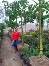We did not find results for: Silk Floss Trees Garden View Nursery