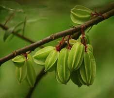 Flowers are borne in clusters in axils of leaves on young branches, or they grow on older branches without leaves. Star Fruits Exotic Fruit Star Fruit Recipes Star Fruit Nutririon All About Star Fruit Star Fruit Benefits