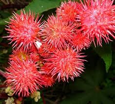 Opowiesc o 'dziadach' adama mickiewicza. 20 Samen Ricinus Fire Red Rizinus Castor Bean Mamona Jada Arandi Higuerilla Palma Christi Herb Gross Garten Blumen B6005 Amazon De Garten